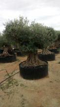 olea europea- olivenbaum alt gross_8